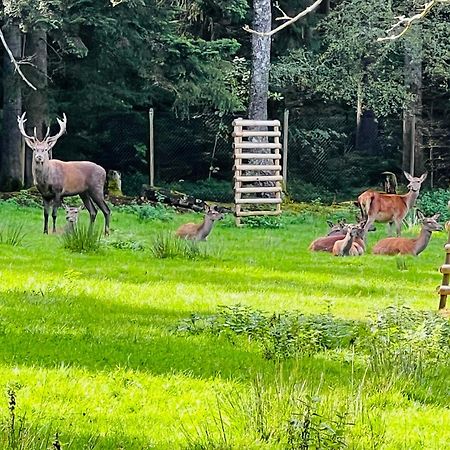 Ferienwohnung Schwarzwald Lodge Schömberg Eksteriør billede